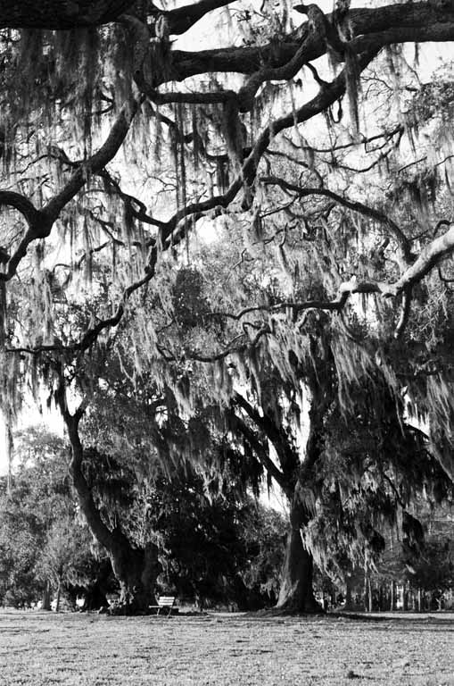 3-8-04-overhanging-trees-copy.jpg